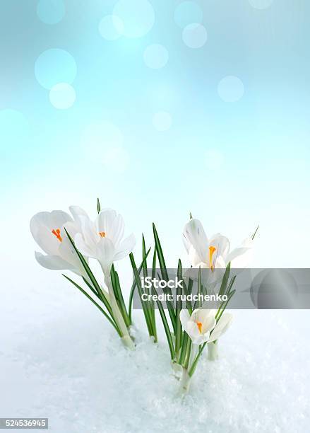 Snowdrop Stock Photo - Download Image Now - Snow, Flower, Snowdrop