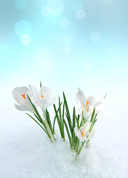 campainha branca - single flower flower crocus bud imagens e fotografias de stock
