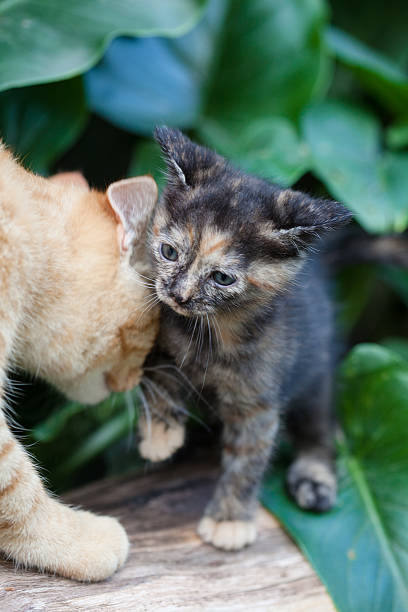 istock Little Cat Exploring the Garden 524537857