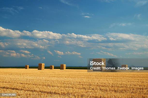 Bales On The Harvested Field Stock Photo - Download Image Now - Agricultural Field, Agriculture, Backgrounds