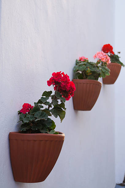 istock White wall with brown pottery and geranium flowers in Santorini. 524538610