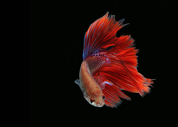 pesce betta (mezza luna) o pesce combattente - half moon tail foto e immagini stock