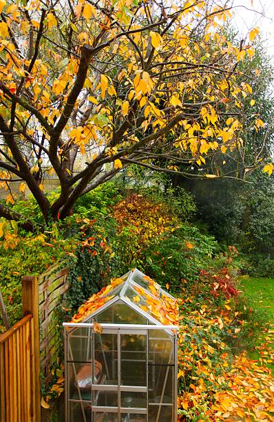 Greenhouse on Autumn day with red leaves on tree