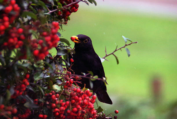istock Blackbird eating berry's 524538955