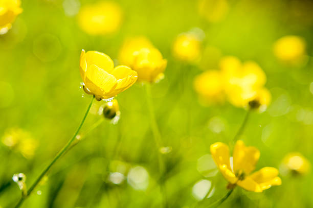 close up of buttercup flowers in sunlight