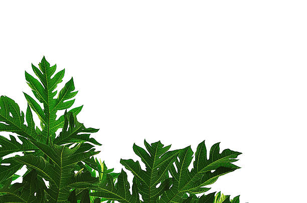 istock leaves isolated on white background 524539142
