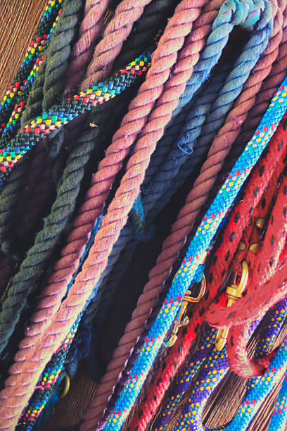 istock Vertically hanging lead ropes in a barn 524539375