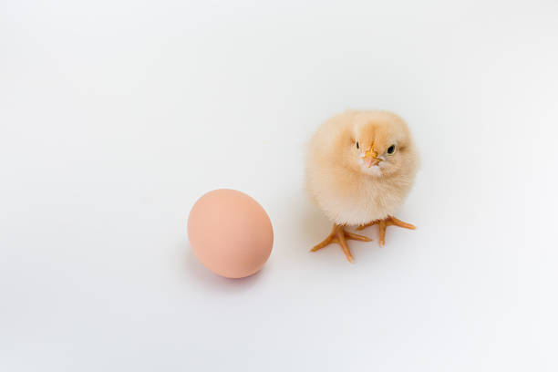 A new fluffy yellow buff orpington chick stands near an unhatched brown egg on white background
