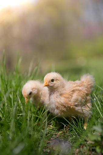 Two young chicks explore the grass outside in the sunshine