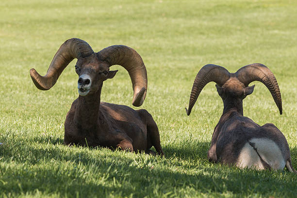 istock Desert Bighorn Sheep Rams 524539879