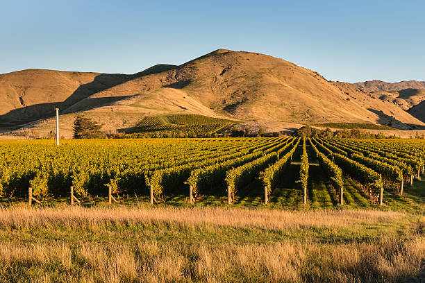istock Wither Hills vineyards at sunset 524540440