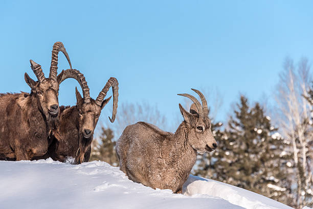 male and female ibex stock photo