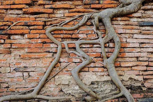 istock Antiguo,Tree trunks climb on the red brick wall 524540896