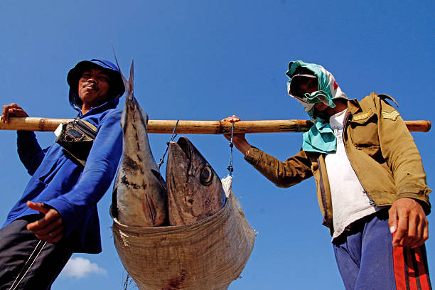 Traditional Fisherman in Bali, Indonesia Bali, Indonesia - August 17, 2012: Traditional fisherman harvest tuna fish in Kedonganan Beach, Bali, Indonesia. This tuna fish is sold for export. indonesian culture stock pictures, royalty-free photos & images