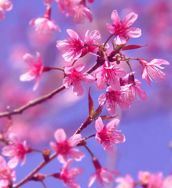 istock Branches of pink Wild Himalayan Cherry flowers, Thailand 524541352