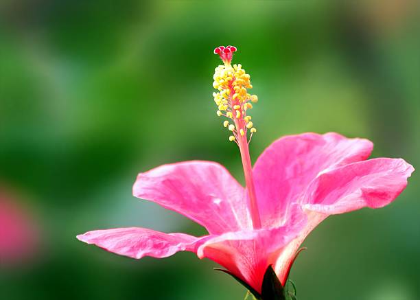 istock Pink Hibiscus on green leaf background, selective focus at pollen 524541424