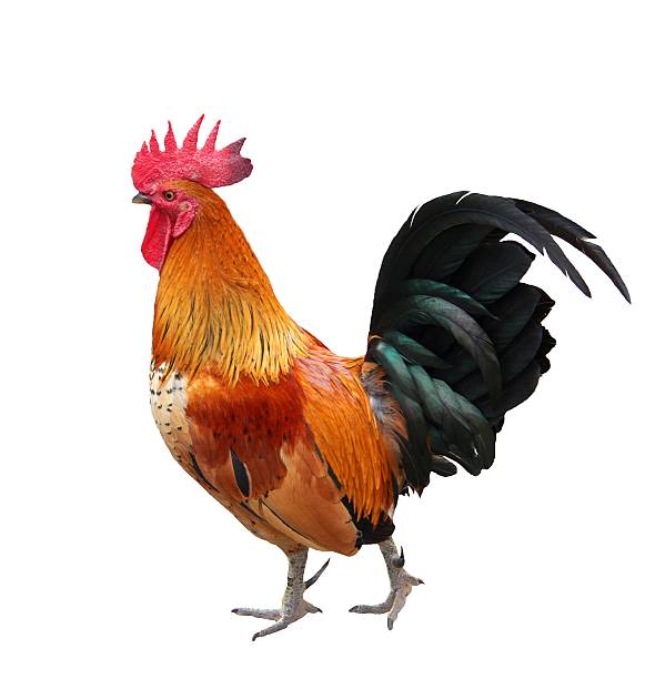 istock colorful rooster isolated on white background 524541430