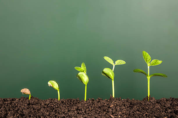 bussiness growth:new life growing before blackboard stock photo
