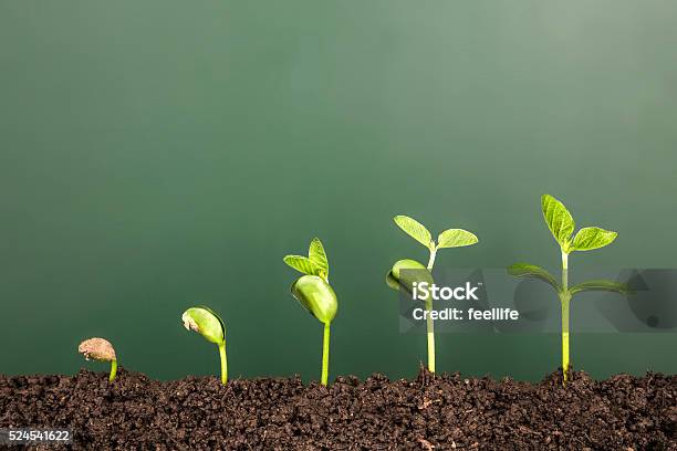 Bussiness Growthnew Life Growing Before Blackboard Stock Photo - Download Image Now