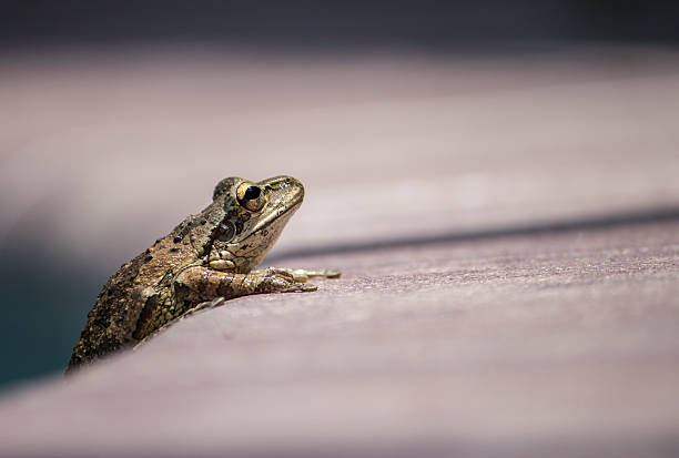 istock Frog patiently clinging to side of the pool. 524541962