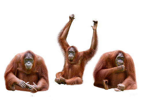 Set of image orangutan isolated over white background