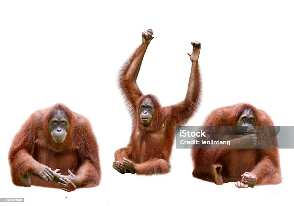 Set of image orangutan Set of image orangutan isolated over white background Orangutan Stock Photo