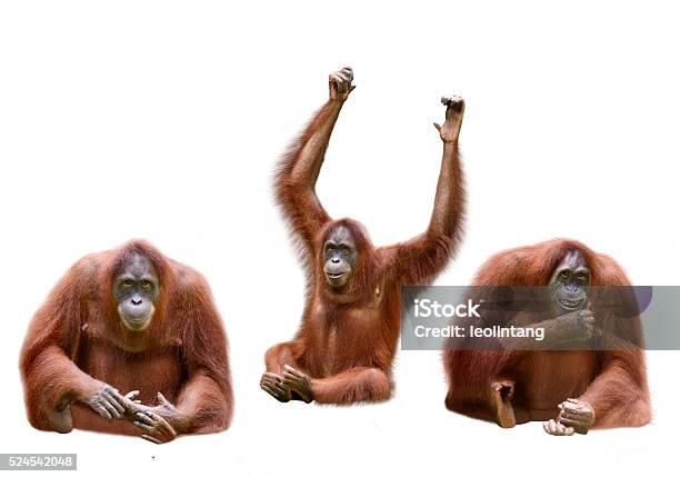 Set Of Image Orangutan Stock Photo - Download Image Now - Orangutan, Cut Out, Ape