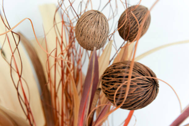 soft and sweet blur Cerbera suicide's seed or Pong Pong seed decoration with dry leaves and dry glass.