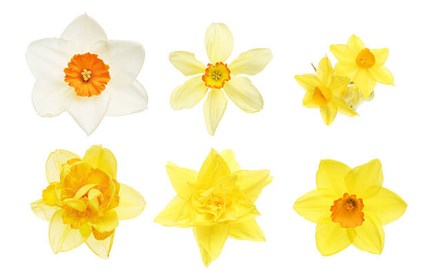istock Collection of daffodil flowers 524542243