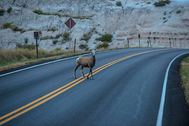 istock Sheep on the Street 524542289