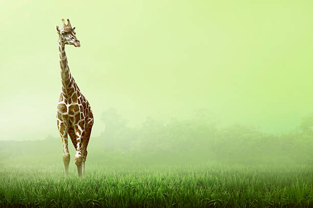 girrafe stehend auf grassland - animal animal neck cute safari animals stock-fotos und bilder
