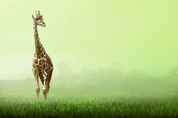 istock Girrafe standing on the grassland 524542608