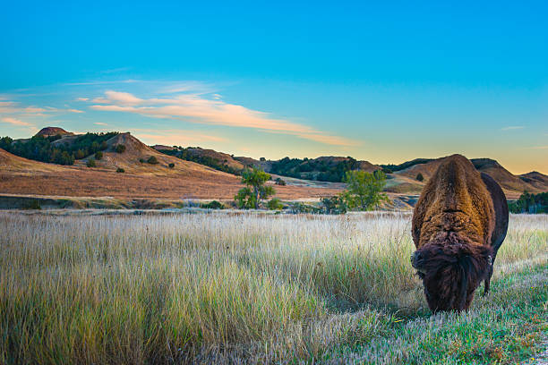 badlands bison - badlands nationalpark stock-fotos und bilder