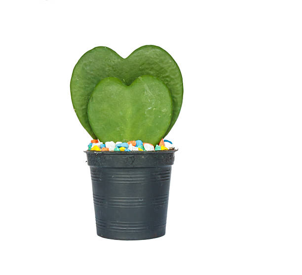 istock Plant Green heart shaped 524542988