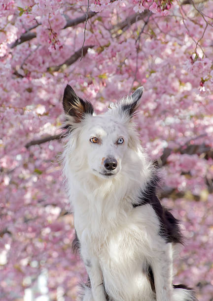 Cute black and white fluffy dog with a blue and a yellow eye enjoy the beautiful cherry bloom