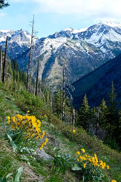 istock Yellow Wild Flowers, Mountains and Snow. 524544732
