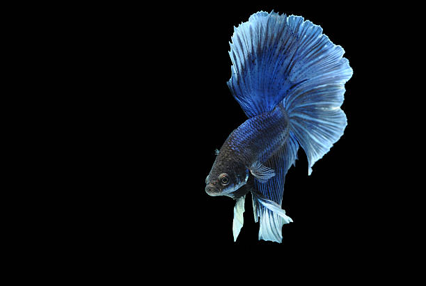 бетта рыбы, бойцовая рыбка, splendens бетта - siamese fighting fish fish tank tropical climate fish стоковые фото и изображения