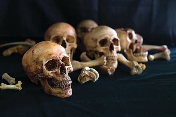 istock Pile of Skulls, on the black cloth 524545002