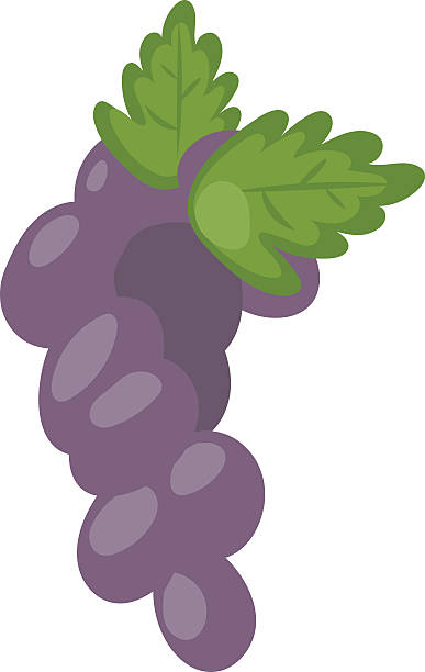 blaue nass isabella trauben bund isoliert rebe obst natur berry - berry vine stock-grafiken, -clipart, -cartoons und -symbole