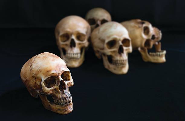 istock Pile of Skulls, on the black cloth 524545062