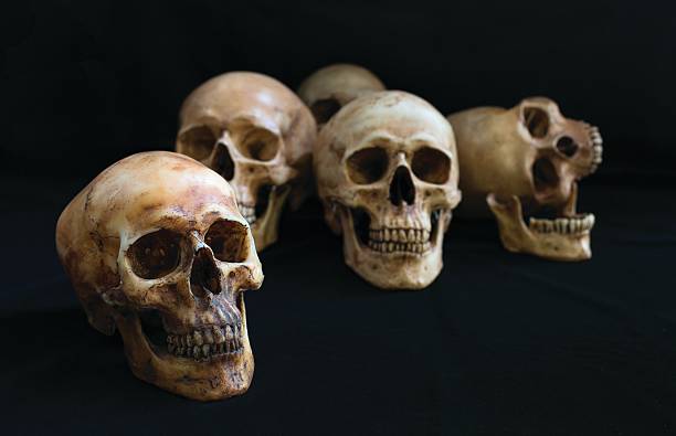 istock Pile of Skulls, on the black cloth 524545150