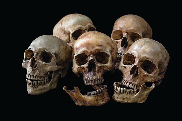 istock Pile of Skulls, on black background 524545260