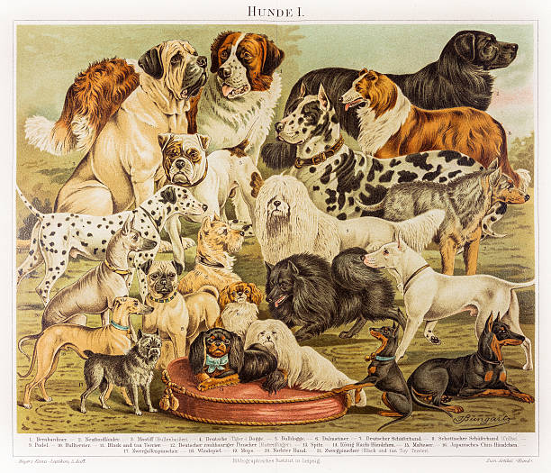Dogs hounds engraving 1895 Dogs hounds engraving 1895 pug photos stock illustrations