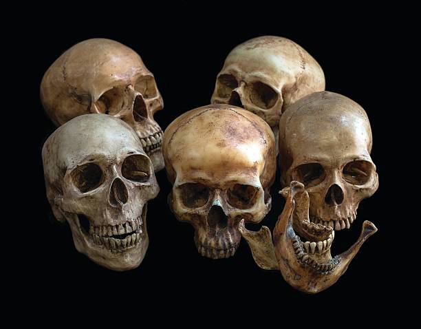 istock Pile of Skulls, on black background 524545382