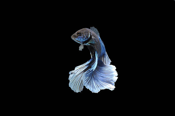 бетта рыбы, бойцовая рыбка, splendens бетта - siamese fighting fish fish tank tropical climate fish стоковые фото и изображения
