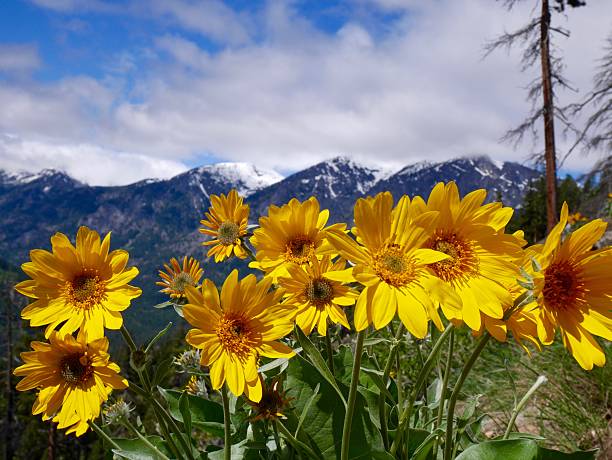 Sunflowers, Mountains, Blue Sky and Clouds. Yellow Balsamroot flowers on 4th of July trail near Leavenworth, Washington, USA.  balsam root stock pictures, royalty-free photos & images