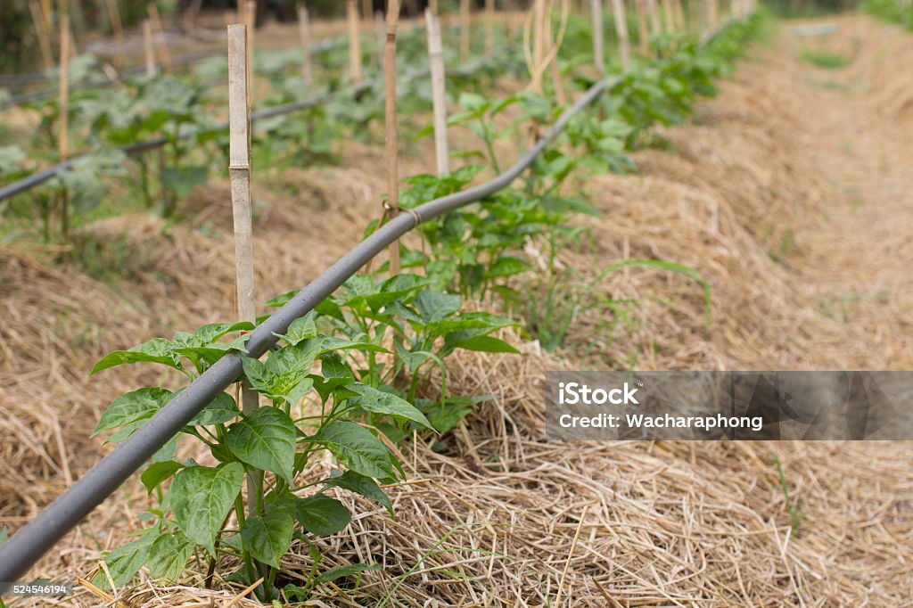 Plantación - Foto de stock de Agricultura libre de derechos