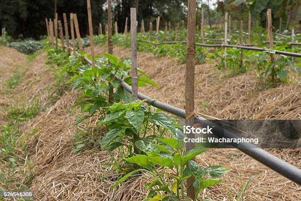 Plantación Foto de stock y más banco de imágenes de Agricultura - Agricultura, Aire libre, Alimento