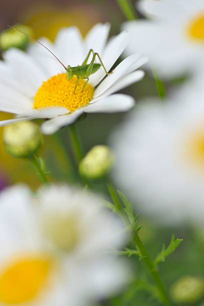 istock close up of a Little Grasshopperon a Mini marguerit 524546548