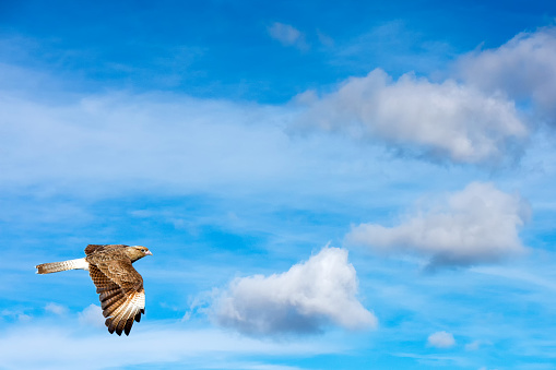 Peregrine falcon flying on blue sky background